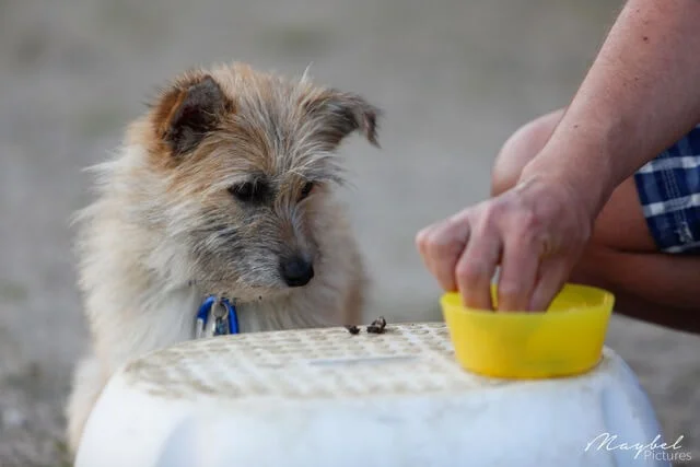 Een kleine, onverzorgde hond met lichtbruine vacht kijkt aandachtig toe hoe iemands hand in een gele kom op een wit oppervlak reikt. De hond lijkt nieuwsgierig en gefocust op de hand.
