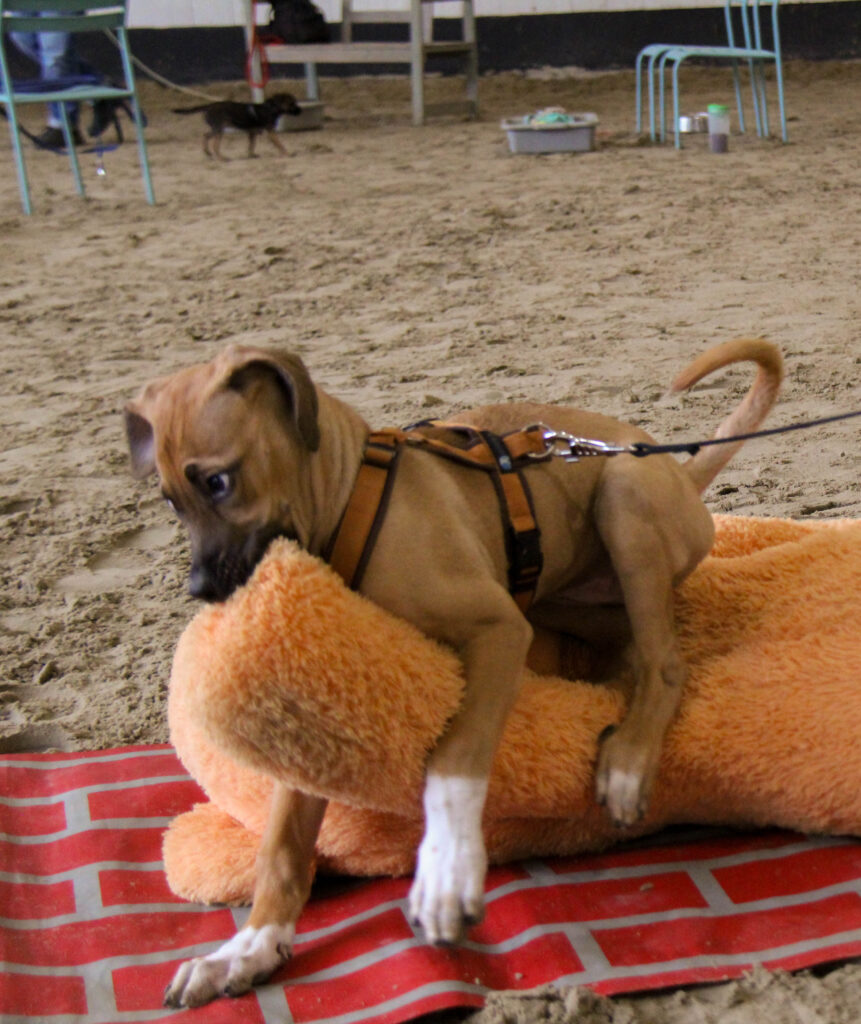 Bruin puppy met een tuig kauwt op een groot oranje pluchen speeltje op een rode deken op zandgrond met stoelen en een kleine hond in de achtergrond.