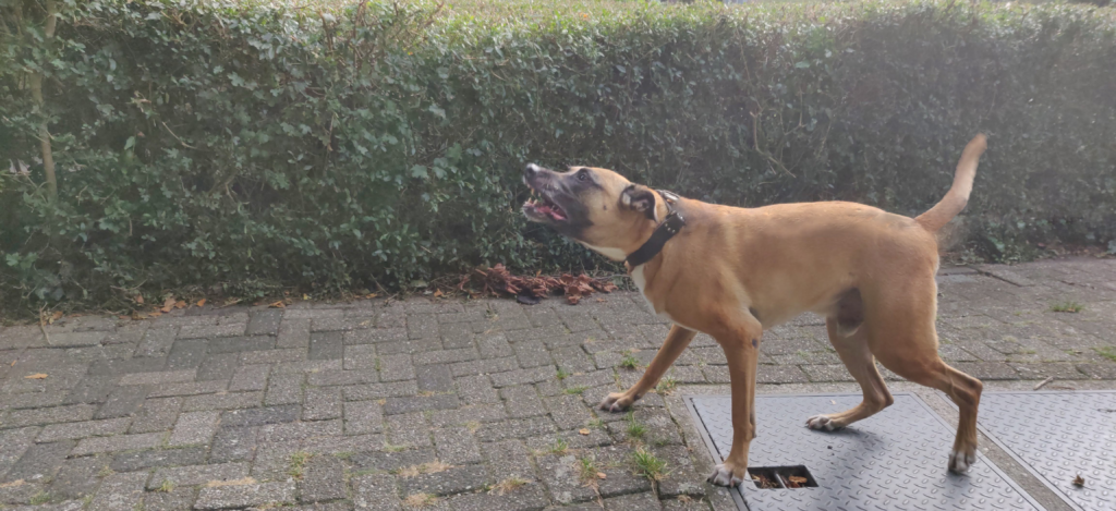 Bruine hond met halsband blaft terwijl hij langs een groene haag loopt op een stenen pad bij helder daglicht met groene achtergrond.