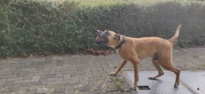 Bruine hond met halsband blaft terwijl hij langs een groene haag loopt op een stenen pad bij helder daglicht met groene achtergrond.