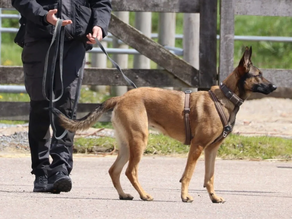 Hond in training bij hondenschool in Amsterdam gericht op welzijn en gedrag aanleren met basiskennis