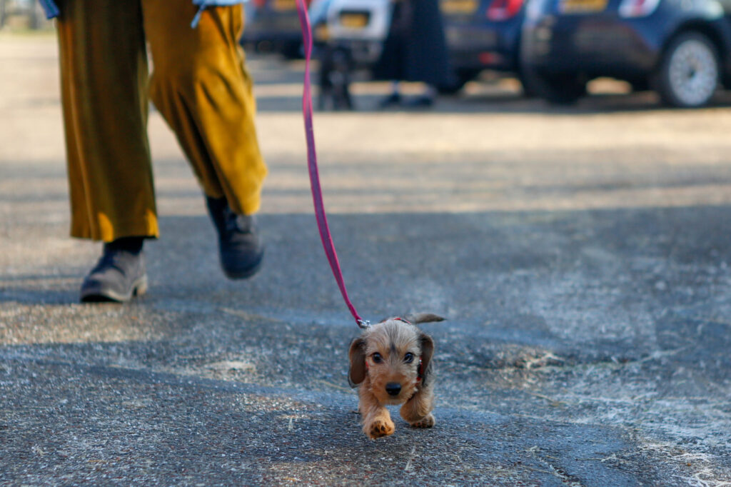 Puppy aan de lijn bij hondenschool in Amsterdam leert gedrag en welzijn met kennis als basis voor succes vanaf de puppyschool.