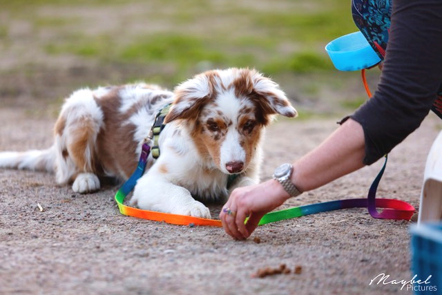 Jonge hond aan een regenbooglijn leert trucjes buiten met trainer op zonnige dag voor positieve training