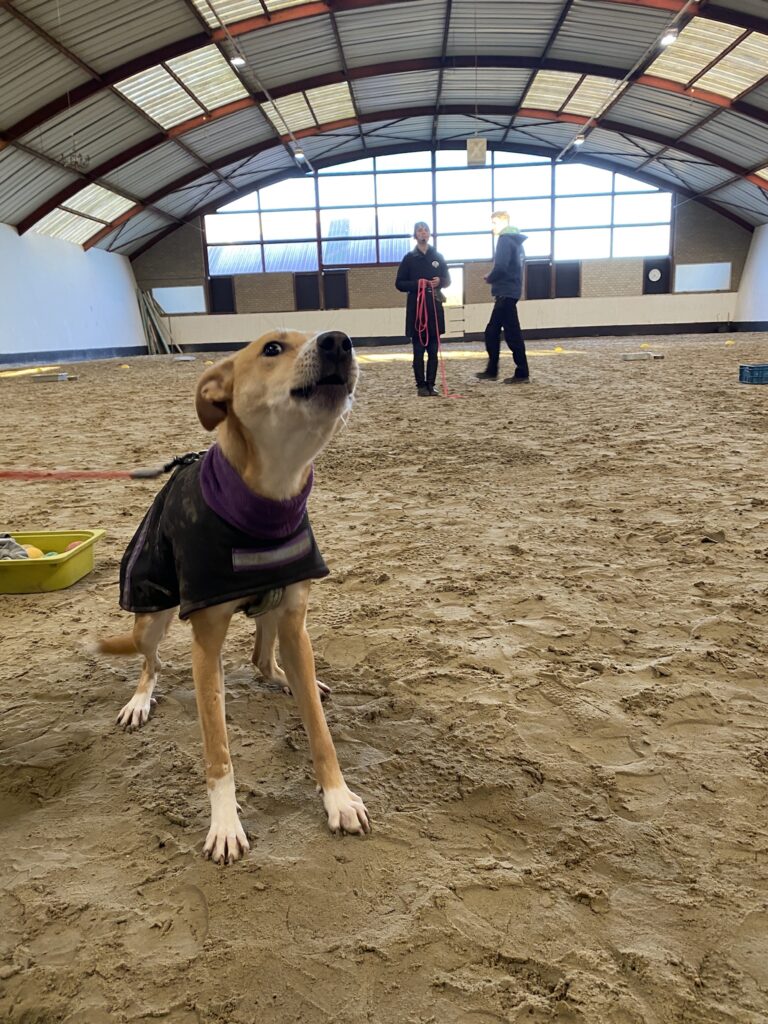 Hond in trainingsvest speelt binnen op zandgrondschuur terwijl mensen op achtergrond staan en kijken