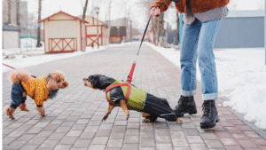 2 honden aan de lijn die op elkaar reageren in een besneeuwde woonwijk.